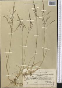 Puccinellia gigantea (Grossh.) Grossh., Middle Asia, Northern & Central Tian Shan (M4) (Kazakhstan)