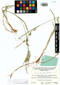 Carex drymophila Turcz., Siberia, Baikal & Transbaikal region (S4) (Russia)