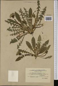 Taraxacum triangulare H. Lindb., Western Europe (EUR) (Sweden)