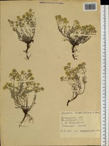 Odontarrhena obovata C. A. Mey., Siberia, Baikal & Transbaikal region (S4) (Russia)