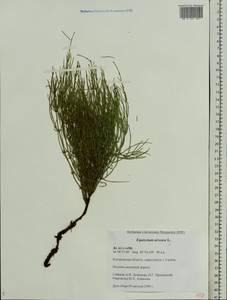 Equisetum arvense L., Eastern Europe, Central forest region (E5) (Russia)