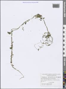 Fallopia dumetorum (L.) Holub, Eastern Europe, Middle Volga region (E8) (Russia)