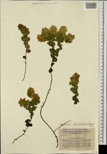 Origanum rotundifolium Boiss., Caucasus, Georgia (K4) (Georgia)