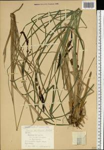 Carex elata subsp. omskiana (Meinsh.) Jalas, Eastern Europe, Latvia (E2b) (Latvia)