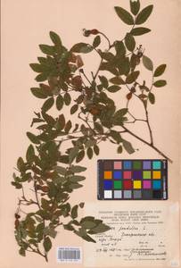 Rosa pendulina L., Eastern Europe, West Ukrainian region (E13) (Ukraine)