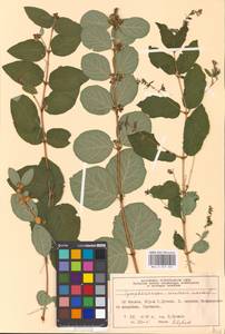 Symphoricarpos albus (L.) C. Koch, Eastern Europe, Moscow region (E4a) (Russia)