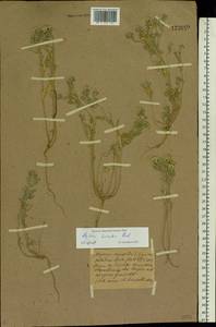 Alyssum hirsutum M.Bieb., Eastern Europe (no precise locality) (E0) (Not classified)