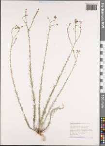 Linum austriacum subsp. squamulosum (Juz.), Caucasus, Krasnodar Krai & Adygea (K1a) (Russia)