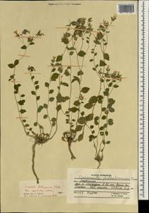 Campanula incanescens Boiss., South Asia, South Asia (Asia outside ex-Soviet states and Mongolia) (ASIA) (Afghanistan)