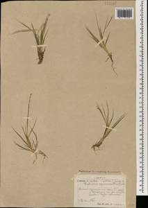 Cleistogenes squarrosa (Trin.) Keng, Mongolia (MONG) (Mongolia)