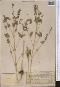 Atriplex flabellum Bunge ex Boiss., Middle Asia, Northern & Central Tian Shan (M4) (Kazakhstan)