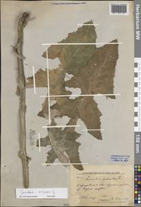 Sonchus arvensis L., Eastern Europe, Lower Volga region (E9) (Russia)