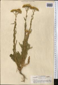 Achillea arabica Kotschy, Middle Asia, Pamir & Pamiro-Alai (M2) (Tajikistan)