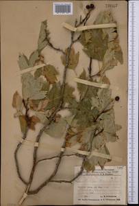 Crataegus pseudoheterophylla subsp. turkestanica (Pojark.) K. I. Chr., Middle Asia, Pamir & Pamiro-Alai (M2) (Uzbekistan)