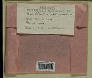 Homalothecium philippeanum (Spruce) Schimp., Bryophytes, Bryophytes - Crimea (B3a) (Russia)