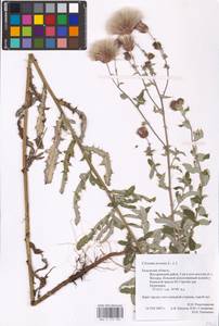 Cirsium arvense, Eastern Europe, Central region (E4) (Russia)