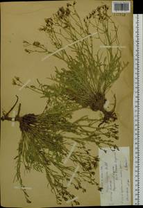 Crepidiastrum tenuifolium (Willd.) Sennikov, Siberia, Western (Kazakhstan) Altai Mountains (S2a) (Kazakhstan)