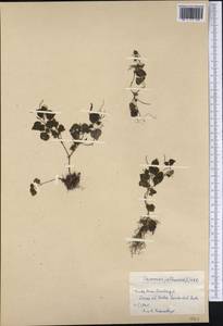 Peperomia pellucida (L.) Kunth, America (AMER) (Cuba)