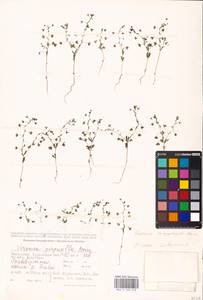 MHA 0 160 018, Veronica campylopoda Boiss., Middle Asia, Caspian Ustyurt & Northern Aralia (M8) (Kazakhstan)