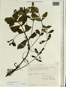 Veronica anagallis-aquatica L., Eastern Europe, Belarus (E3a) (Belarus)
