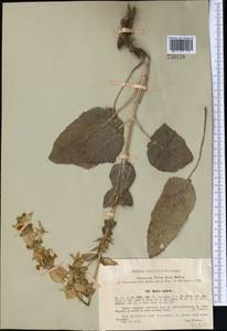 Salvia sclarea L., Middle Asia, Syr-Darian deserts & Kyzylkum (M7) (Uzbekistan)