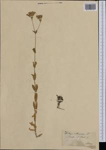 Atocion armeria (L.) Raf., Western Europe (EUR) (Switzerland)