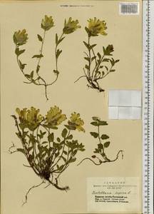 Scutellaria supina L., Siberia, Altai & Sayany Mountains (S2) (Russia)