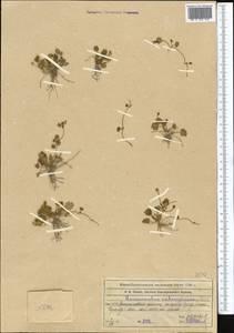 Halerpestes sarmentosus (Adams) Kom., Middle Asia, Western Tian Shan & Karatau (M3) (Kazakhstan)