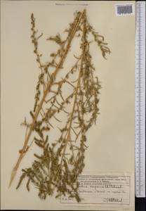 Bassia scoparia (L.) Beck, Middle Asia, Western Tian Shan & Karatau (M3) (Kazakhstan)