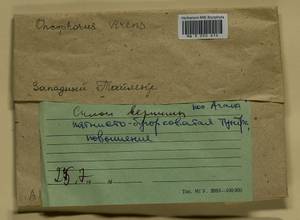 Oncophorus virens (Hedw.) Brid., Bryophytes, Bryophytes - Krasnoyarsk Krai, Tyva & Khakassia (B17) (Russia)