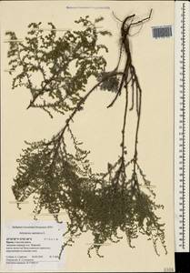 Artemisia caerulescens subsp. caerulescens, Crimea (KRYM) (Russia)