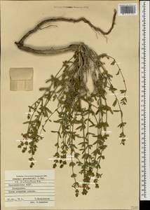 Stachys fruticulosa M.Bieb., Caucasus, Azerbaijan (K6) (Azerbaijan)