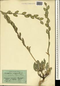 Fibigia clypeata (L.) Medik., Crimea (KRYM) (Russia)