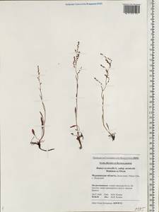 Rumex acetosella L., Eastern Europe, Northern region (E1) (Russia)