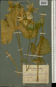 Doronicum macrophyllum Fisch., Caucasus, Armenia (K5) (Armenia)