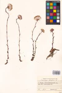 Tussilago farfara L., Eastern Europe, Moscow region (E4a) (Russia)