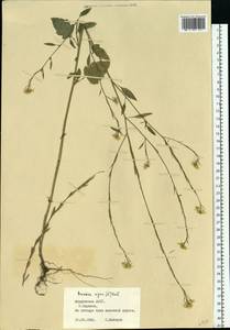 Brassica nigra (L.) W.D.J. Koch, Eastern Europe, Middle Volga region (E8) (Russia)