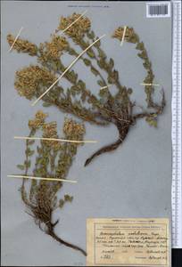 Dracocephalum nodulosum Rupr., Middle Asia, Northern & Central Tian Shan (M4) (Kyrgyzstan)