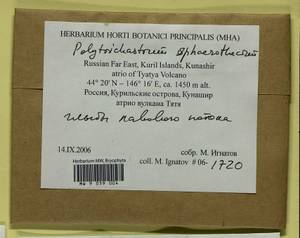 Polytrichastrum sphaerothecium (Besch.) J.-P. Frahm, Bryophytes, Bryophytes - Russian Far East (excl. Chukotka & Kamchatka) (B20) (Russia)