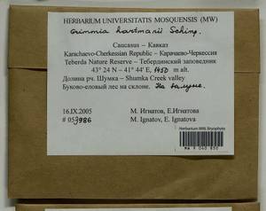 Grimmia hartmanii Schimp., Bryophytes, Bryophytes - North Caucasus & Ciscaucasia (B12) (Russia)