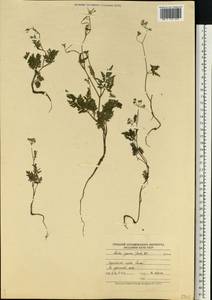 Torilis japonica (Houtt.) DC., Eastern Europe, North-Western region (E2) (Russia)