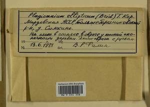 Plagiomnium ellipticum (Brid.) T.J. Kop., Bryophytes, Bryophytes - Middle Volga (B9) (Russia)