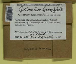Cyrtomnium hymenophylloides (Huebener) T.J. Kop., Bryophytes, Bryophytes - Russian Far East (excl. Chukotka & Kamchatka) (B20) (Russia)