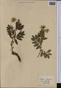 Astragalus frigidus (L.) A. Gray, Western Europe (EUR) (Switzerland)