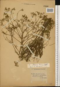 Falcaria vulgaris Bernh., Eastern Europe, Lower Volga region (E9) (Russia)