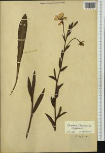 Oenothera longiflora L., Western Europe (EUR) (Not classified)