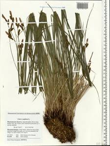 Carex cespitosa L., Eastern Europe, Northern region (E1) (Russia)