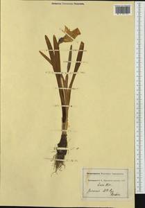 Narcissus bicolor L., Western Europe (EUR) (France)