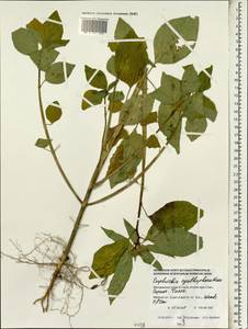 Euphorbia heterophylla var. cyathophora (Murray) Griseb., South Asia, South Asia (Asia outside ex-Soviet states and Mongolia) (ASIA) (Maldives)
