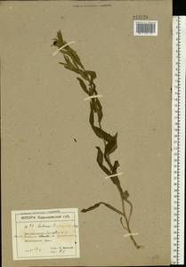 Centaurea trichocephala M. Bieb. ex Willd., Eastern Europe, North Ukrainian region (E11) (Ukraine)
